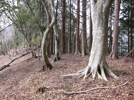 20190205hike (203)